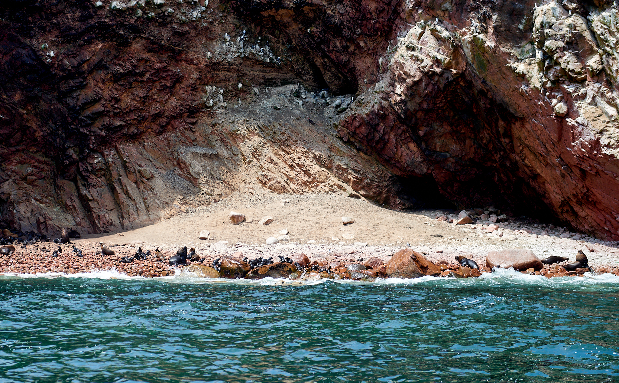 20200304 144 [페루] 바예스타섬